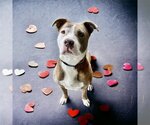 Small Photo #1 American Pit Bull Terrier Puppy For Sale in Glen Allen, VA, USA