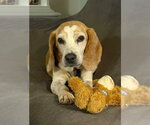 Small Beagle Mix