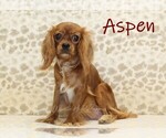 Small Photo #1 Cavapoo Puppy For Sale in DENVER, PA, USA
