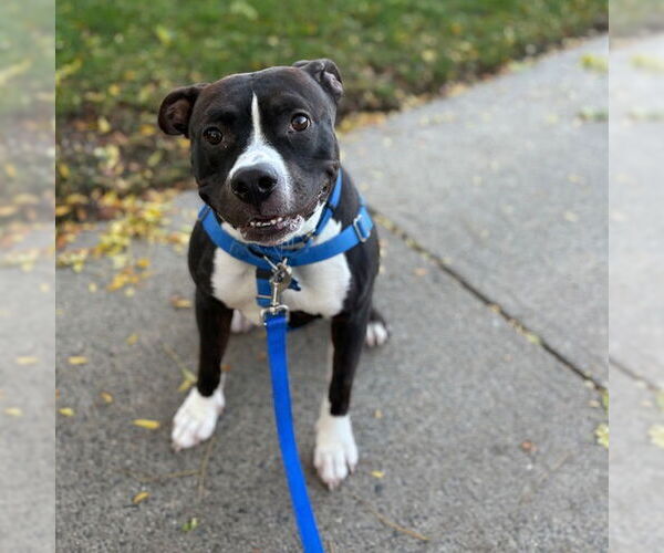 Medium Photo #2 American Pit Bull Terrier Puppy For Sale in Boston, MA, USA