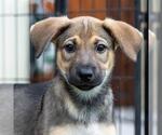 Small #3 Boxer Mix
