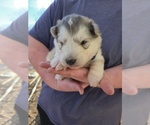 Small #3 Alaskan Malamute