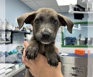Retriever -Unknown Mix Dogs for adoption in Washington, DC, USA