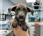 Small Retriever  Mix