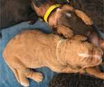 Small Photo #20 Bernedoodle Puppy For Sale in MOULTON, AL, USA