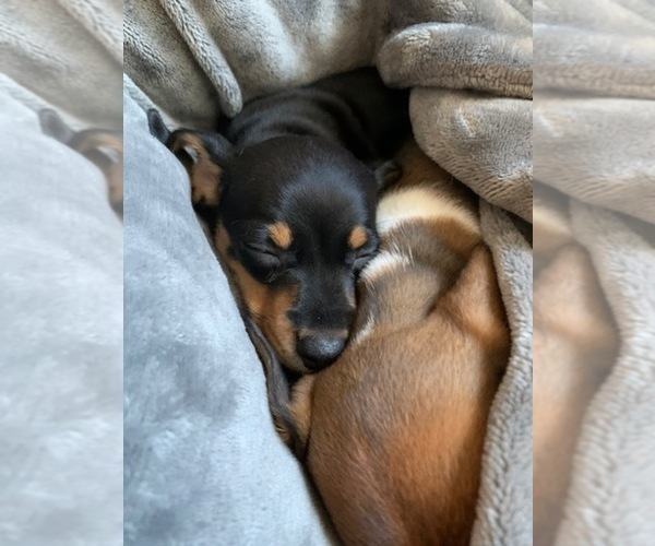 Medium Photo #2 Dachshund Puppy For Sale in CHANDLER, AZ, USA