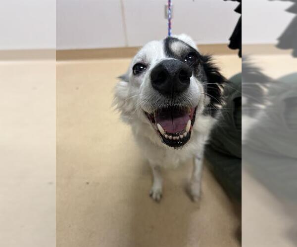 Medium Photo #1 Border Collie Puppy For Sale in South Lake Tahoe, CA, USA
