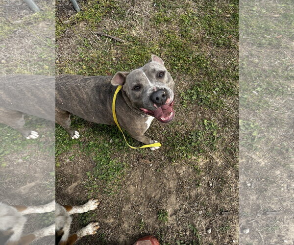Medium Photo #8 American Pit Bull Terrier-Unknown Mix Puppy For Sale in Corning, AR, USA