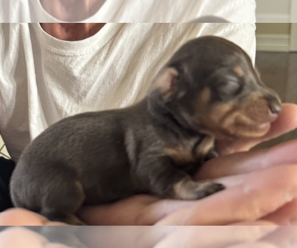 Medium Photo #6 Dachshund Puppy For Sale in FOUNTAIN, CO, USA