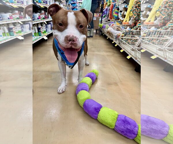 Medium Photo #16 Mutt Puppy For Sale in Alexandria, VA, USA