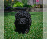 Small #2 YorkiePoo