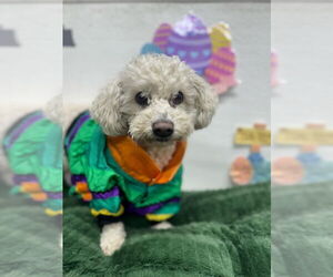 Bichon Frise Dogs for adoption in Mukwonago, WI, USA