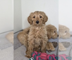 Goldendoodle Puppy for sale in HARTFORD, CT, USA