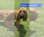 Puppy Jeter Bloodhound