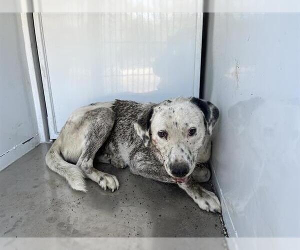 Medium Photo #1 Great Pyrenees-Unknown Mix Puppy For Sale in Modesto, CA, USA