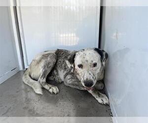 Great Pyrenees-Unknown Mix Dogs for adoption in Modesto, CA, USA