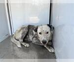 *REMI - Male Great Pyrenees-Unknown Mix Dog for Adoption - Small photo