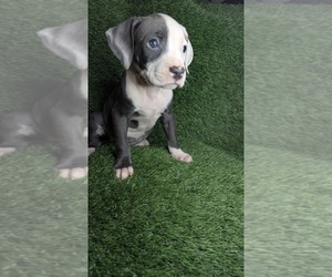 American Bully Puppy for sale in GROVETOWN, GA, USA