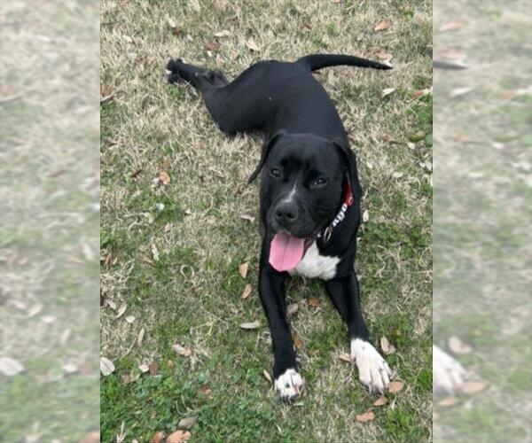 Medium Photo #1 Mutt Puppy For Sale in Texas City, TX, USA