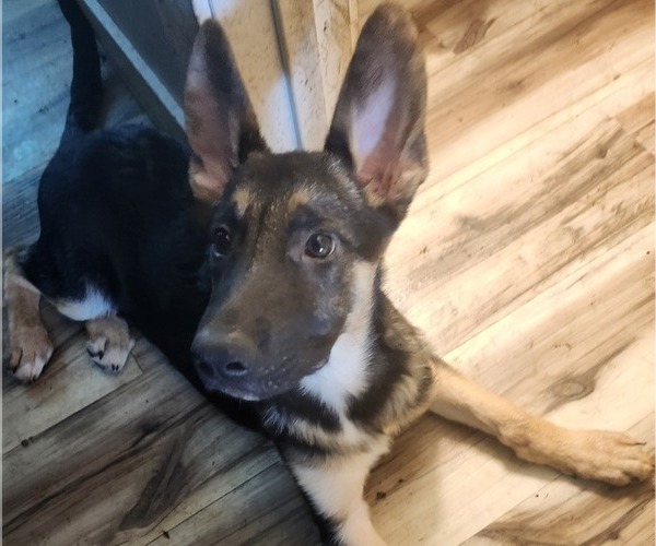 Medium Photo #1 German Shepherd Dog Puppy For Sale in MECHANICSVILLE, VA, USA