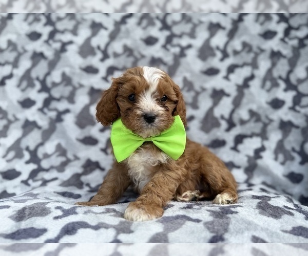 Medium Photo #8 Cavapoo (Miniature) Puppy For Sale in LAKELAND, FL, USA