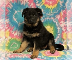 German Shepherd Dog Puppy for sale in LANCASTER, PA, USA