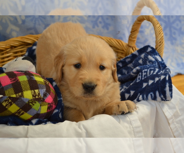 Medium Photo #21 Golden Retriever Puppy For Sale in GREENWOOD, WI, USA