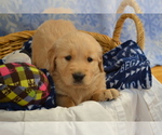 Small #3 Golden Retriever