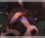 Small Photo #4 Boston Terrier-Collie Mix Puppy For Sale in COLUMBUS, OH, USA