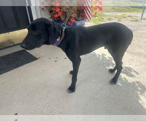 Labrador Retriever-Unknown Mix Dogs for adoption in Westwood, NJ, USA