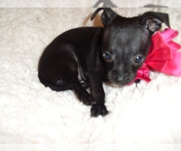 Medium Photo #8 Chihuahua Puppy For Sale in JACKSON, MS, USA