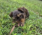 Small #1 Yorkshire Terrier