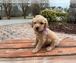 Puppy Remi Mastiff