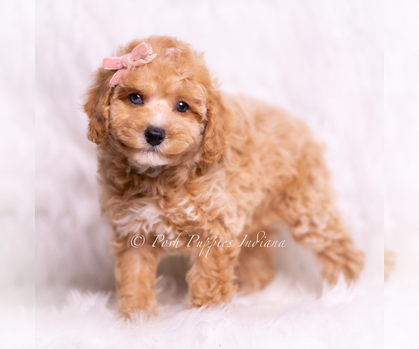 Medium Photo #1 Poodle (Miniature) Puppy For Sale in WARSAW, IN, USA
