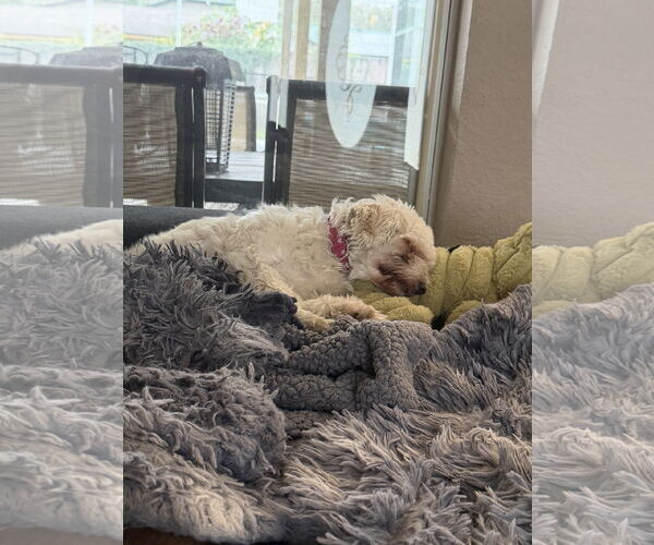 Medium Photo #11 Mutt Puppy For Sale in Orlando, FL, USA