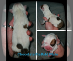 Small Photo #8 Olde English Bulldogge Puppy For Sale in WHEELER, MI, USA