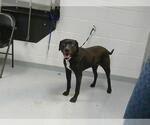 Small Labrador Retriever Mix