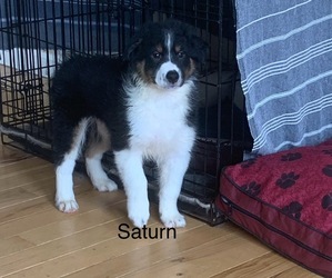 Bernese Mountain Dog Puppy for sale in READING, VT, USA