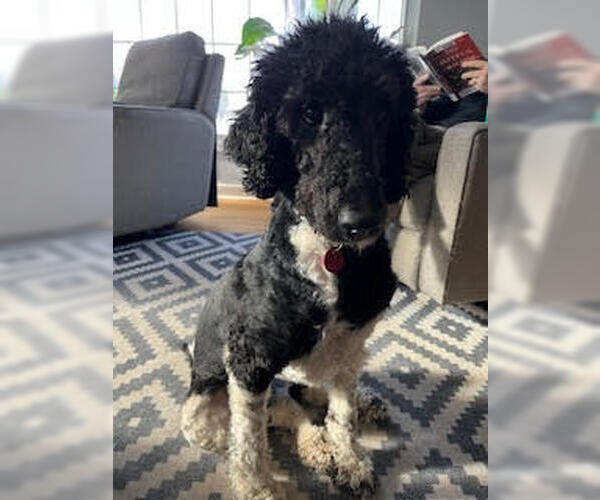 Medium Photo #4 Poodle (Standard)-Unknown Mix Puppy For Sale in Farmington, MN, USA