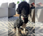 Small #3 Poodle (Standard) Mix