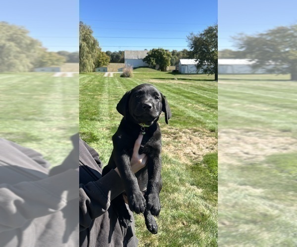 Medium Photo #10 Labrador Retriever Puppy For Sale in FREDERICKSBG, OH, USA