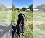Small Photo #10 Labrador Retriever Puppy For Sale in FREDERICKSBG, OH, USA