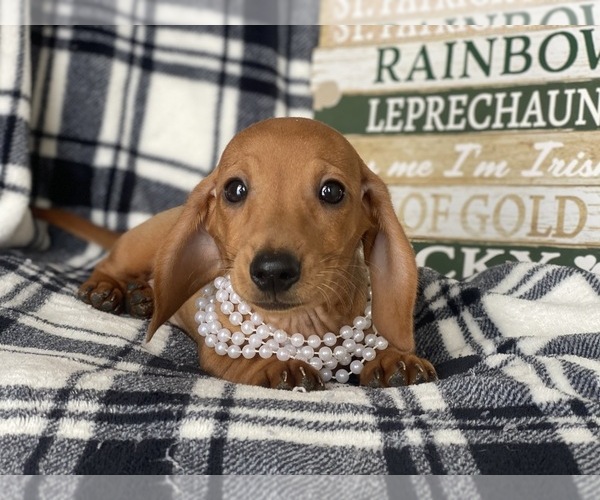 Medium Photo #5 Dachshund Puppy For Sale in CEDAR LANE, PA, USA