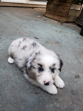 Medium Photo #3 Australian Shepherd Puppy For Sale in KERRVILLE, TX, USA