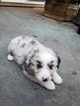 Small Photo #3 Australian Shepherd Puppy For Sale in KERRVILLE, TX, USA