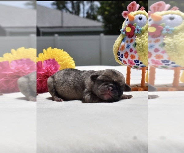 Medium Photo #4 Pug Puppy For Sale in PALM COAST, FL, USA