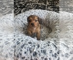 Small #1 Dachshund