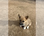 Puppy Sable male Pembroke Welsh Corgi