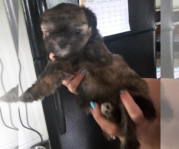 Medium Photo #2 Zuchon Puppy For Sale in LEXINGTON, OH, USA