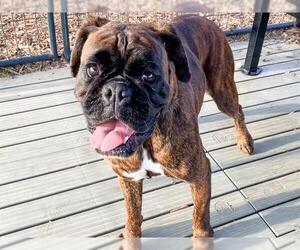 Boxer Dogs for adoption in Orange, CA, USA